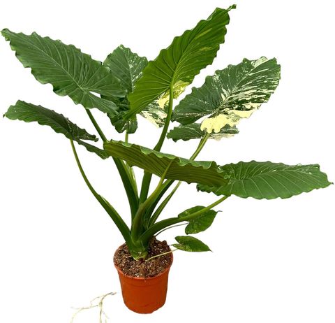 Alocasia gageana 'Variegata'