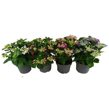 Hydrangea macrophylla MIX