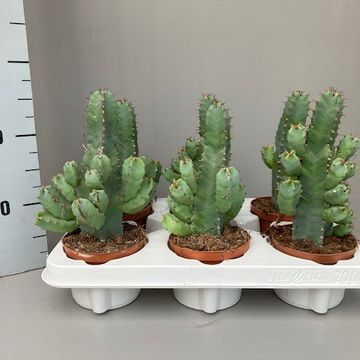 Euphorbia resinifera