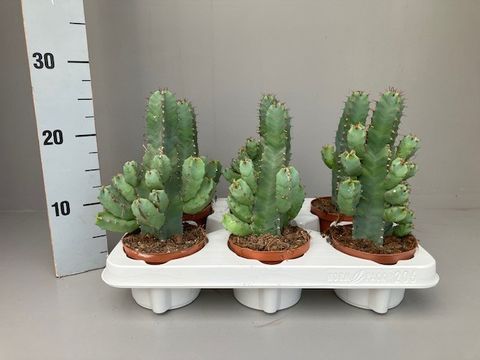 Euphorbia resinifera