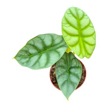 Alocasia 'Dragon Gold'