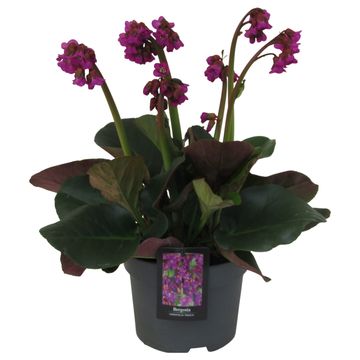 Bergenia cordifolia 'Eroica'