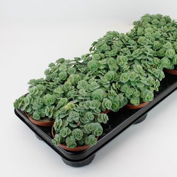 Sedum sieboldii