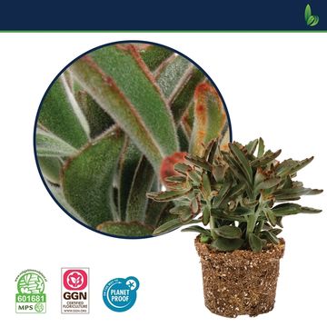 Kalanchoe tomentosa