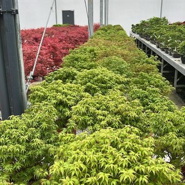 Acer palmatum 'Kiyohime'