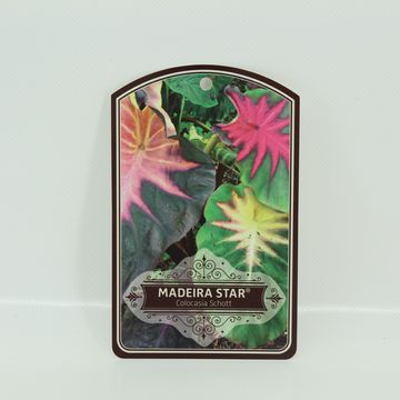 Colocasia 'Madeira Star'