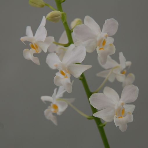 Doritis pulcherrima alba