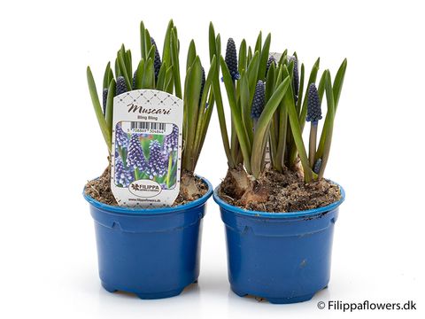 Muscari armeniacum 'Bling Bling'