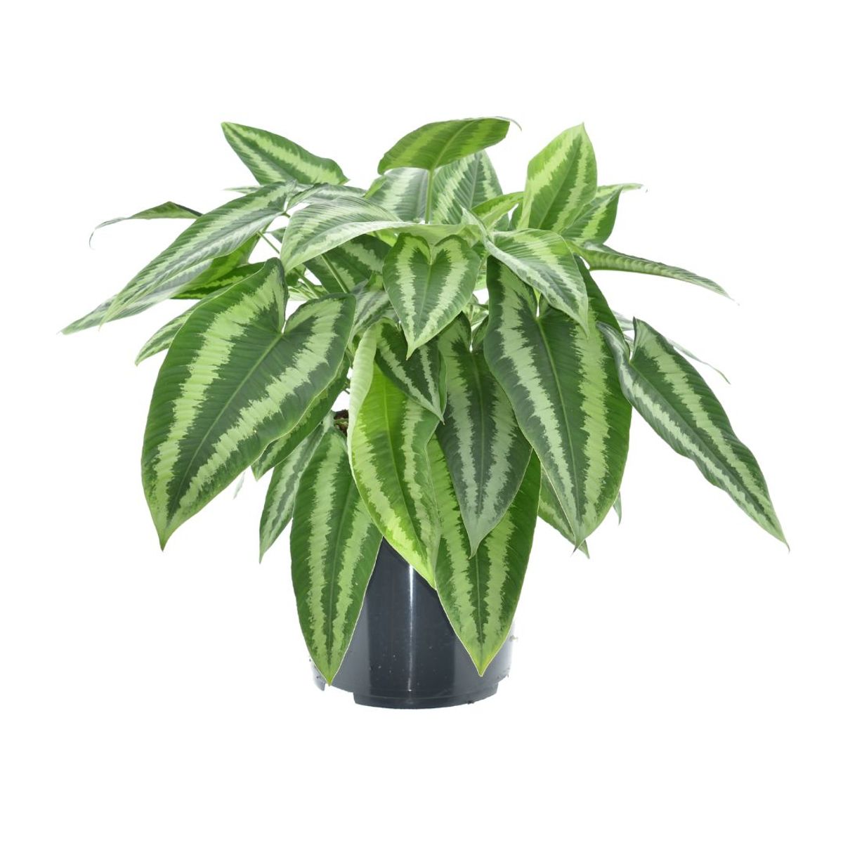 schismatoglottis-wallichii-floraccess