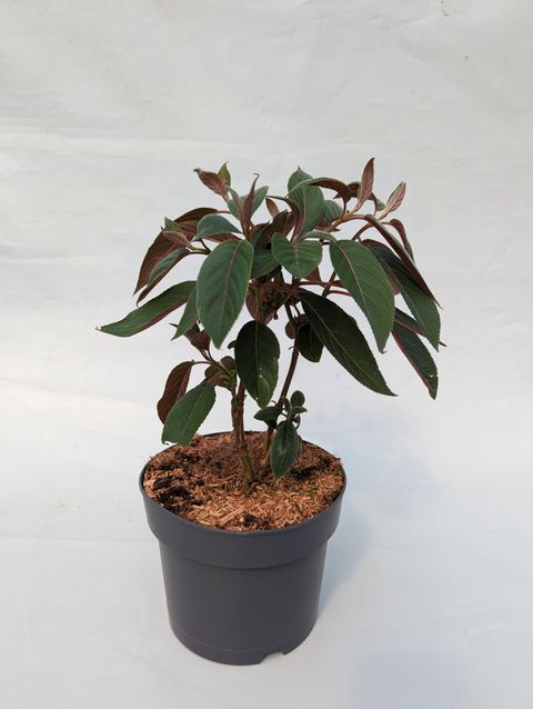 Hydrangea aspera HOT CHOCOLATE