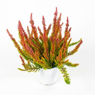 Calluna vulgaris SKYLINE DALLAS