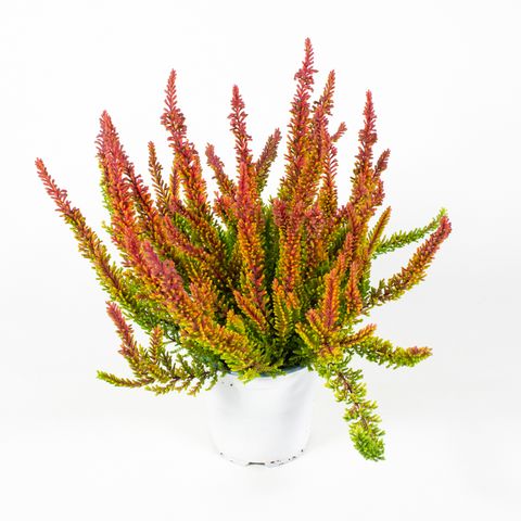 Calluna vulgaris SKYLINE DALLAS