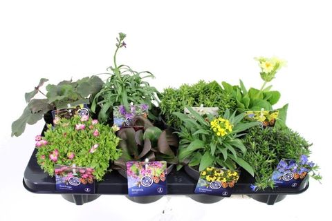 Perennials MIX