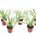 Nidularium schultesianum 'Fire Ball'