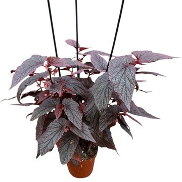 Begonia 'Morris'