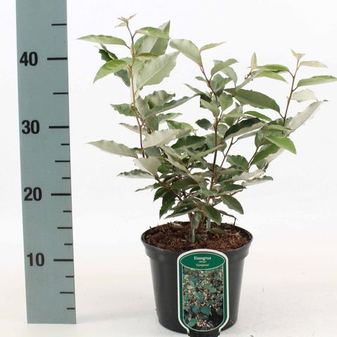 Elaeagnus x ebbingei 'Compacta'