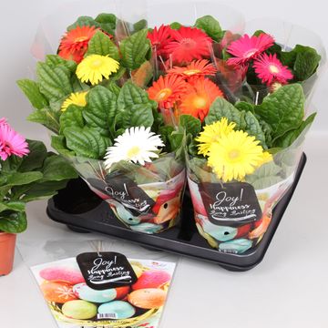 Gerbera COLOURGAME MIX