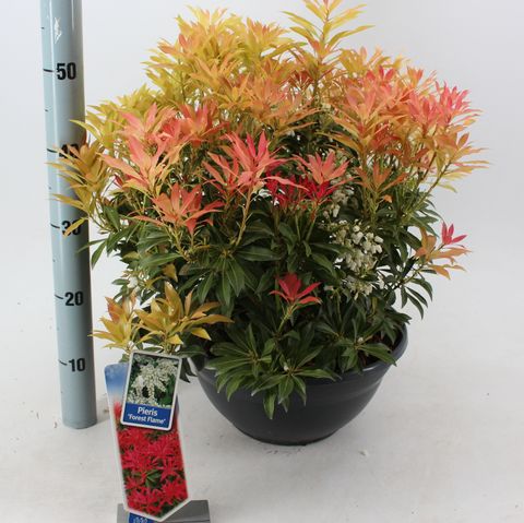 Pieris 'Forest Flame'