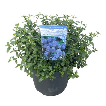 Ceanothus thyrsiflorus repens