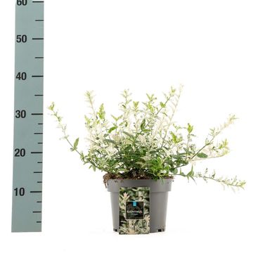 Euonymus fortunei 'Harlequin'