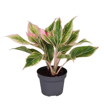 Aglaonema 'Lipstick'