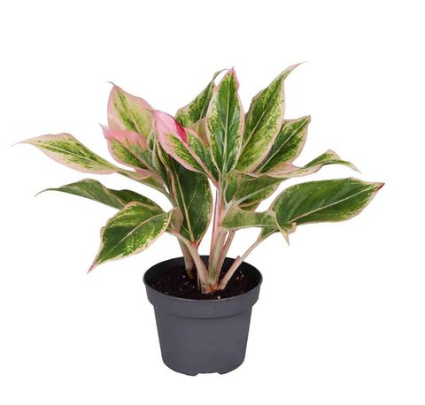 Aglaonema 'Lipstick'