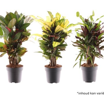 Codiaeum variegatum MIX