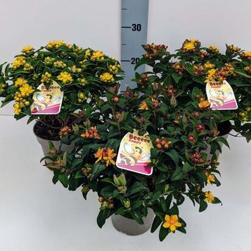 Hypericum x inodorum MIX