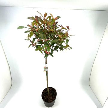 Фотиния x fraseri CARRÉ ROUGE