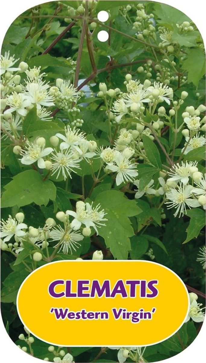 Clematis 'Western Virgin' (Vi) — Plant Wholesale FlorAccess