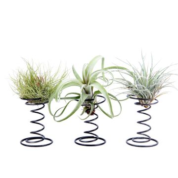 Tillandsia MIX