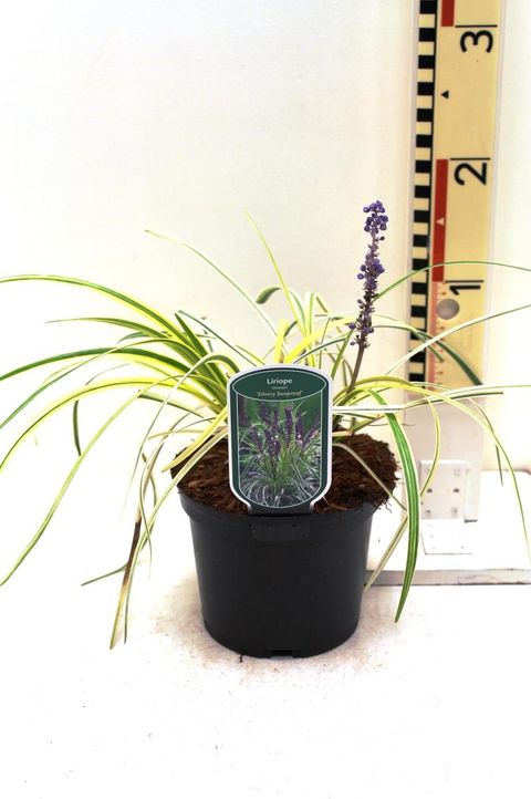 Liriope spicata 'Silvery Sunproof'