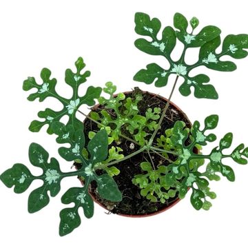 Adenia perrieri