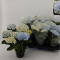 Hydrangea macrophylla HOVARIA VUURWERK VIOLET