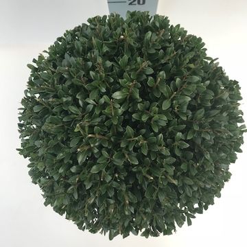 Ilex crenata 'Stokes'