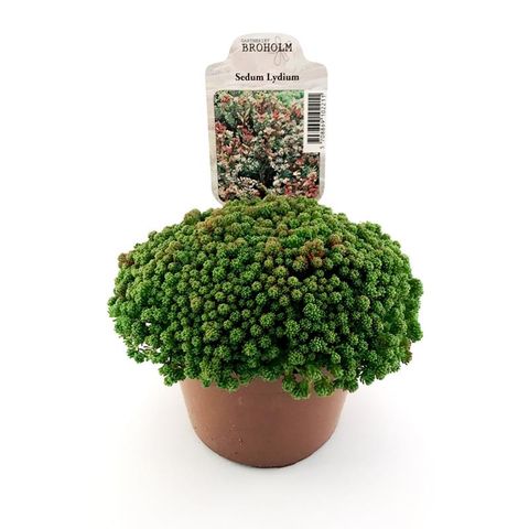 Sedum lydium