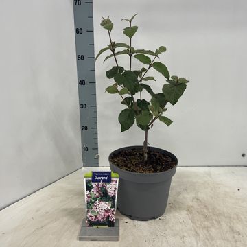Viburnum carlesii 'Aurora'