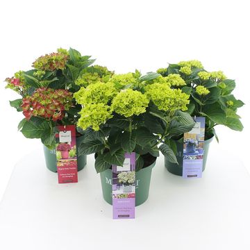 Hydrangea macrophylla MIX