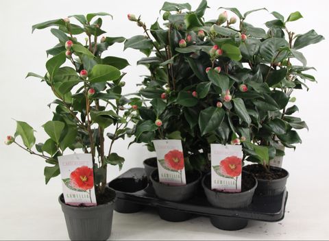 Camellia japonica 'Dr King'