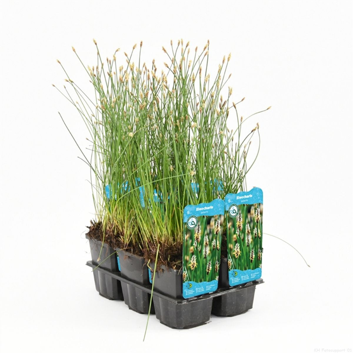 Eleocharis palustris — Plant Wholesale FlorAccess