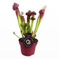 Sarracenia x mitchelliana
