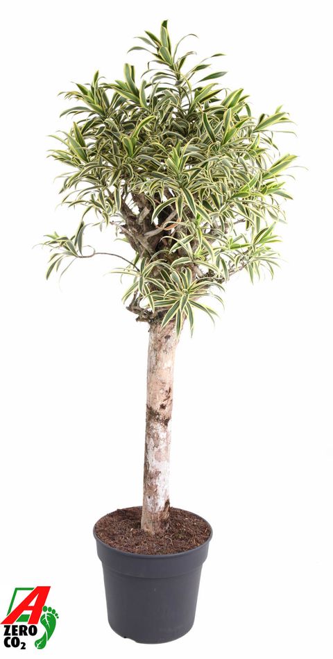 Dracaena reflexa 'Song of India'