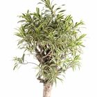 Dracaena reflexa 'Song of India'