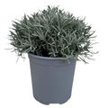 Lavandula angustifolia