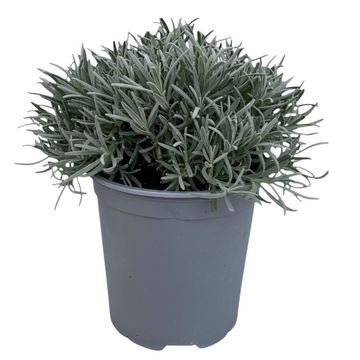 Lavandula angustifolia
