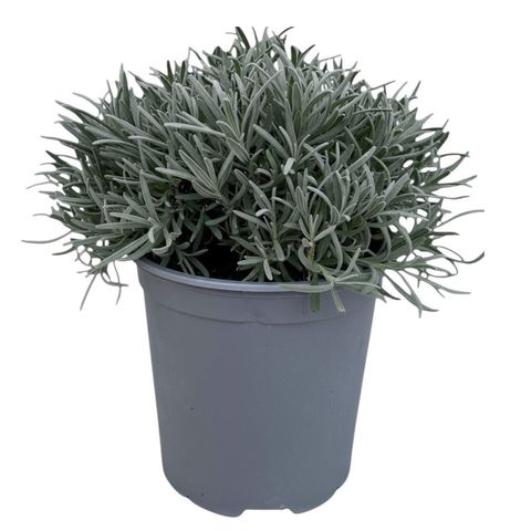 Lavandula angustifolia