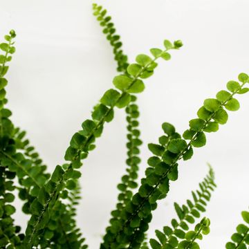 Nephrolepis cordifolia 'Duffii'