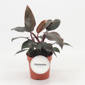 Philodendron 'Burgundy Princess'