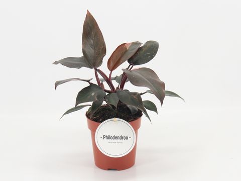 Filodendron 'Burgundy Princess'