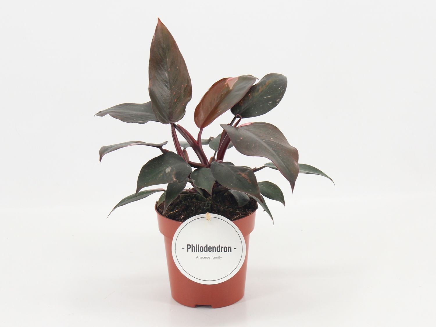 Philodendron 'Burgundy Princess'  Plant Wholesale FlorAccess